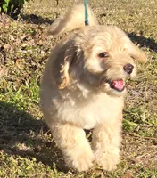 Sally, a female Miniature Bernedoodle for sale in Venice, FL – Photo 5 of 8