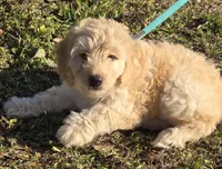 Sally, a female Miniature Bernedoodle for sale in Venice, FL – Photo 8 of 8