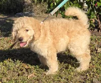 Sally, a female Miniature Bernedoodle for sale in Venice, FL – Photo 7 of 8