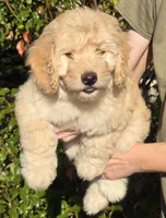 Sally, a female Miniature Bernedoodle for sale in Venice, FL – Photo 6 of 8