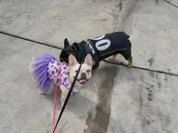 Rocky, a male French Bulldog for sale in Baltimore, MD – 6 of 8