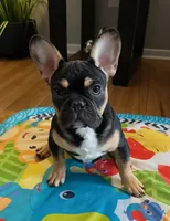 Rocky, a male French Bulldog for sale in Baltimore, MD – 1 of 8