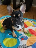 Rocky, a male French Bulldog for sale in Baltimore, MD – 3 of 8