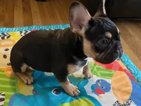 Rocky, a male French Bulldog for sale in Baltimore, MD – 5 of 8