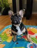 Rocky, a male French Bulldog for sale in Baltimore, MD – 2 of 8