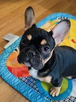 Rocky, a male French Bulldog for sale in Baltimore, MD – 4 of 8
