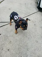 Rocky, a male French Bulldog for sale in Baltimore, MD – 8 of 8