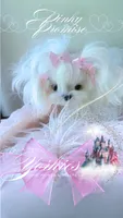 Pinky Promise , a female Maltese for sale in Radford, VA – 7 of 10