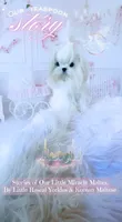 Teaspoon Korean Princess , a female Maltese for sale in Radford, VA – 4 of 9