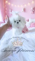 Teaspoon Korean Princess , a female Maltese for sale in Radford, VA – 3 of 9