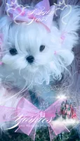 Baby Sass , a female Maltese for sale in Radford, VA – 2 of 10