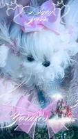 Baby Sass , a female Maltese for sale in Radford, VA – 6 of 10