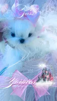 Baby Sass , a female Maltese for sale in Radford, VA – 9 of 10