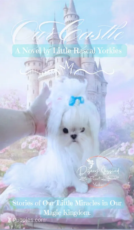 Teacup Korean Maltese  – Maltese puppy for sale in Radford, VA
