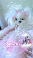 Pinky Promise , a female Maltese for sale in Radford, VA – 2 of 10