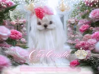 Teaspoon Korean Princess , a female Maltese for sale in Radford, VA – 9 of 9
