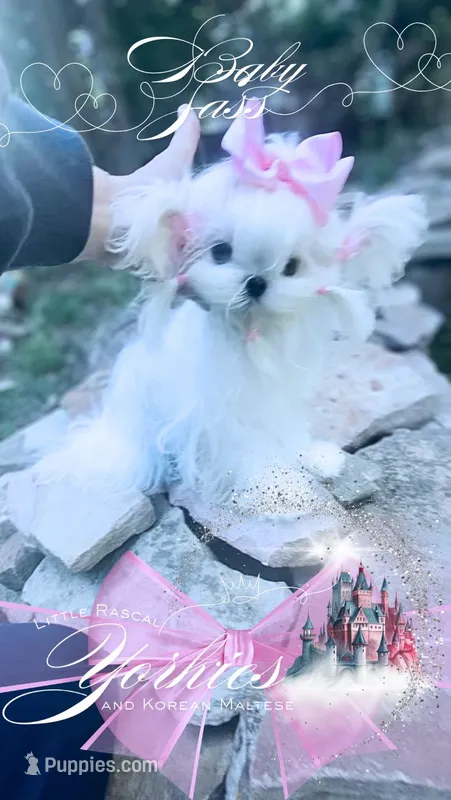 Baby Sass  – Maltese puppy for sale in Radford, VA