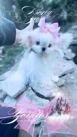 Baby Sass , a female Maltese for sale in Radford, VA – 1 of 10