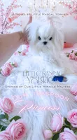 Teaspoon Korean Princess , a female Maltese for sale in Radford, VA – 7 of 9