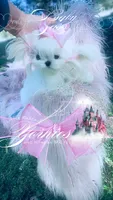 Baby Sass , a female Maltese for sale in Radford, VA – 3 of 10