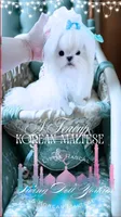 Teacup Korean Maltese , a male Maltese for sale in Radford, VA – 2 of 7