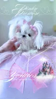 Pinky Promise , a female Maltese for sale in Radford, VA – 6 of 10