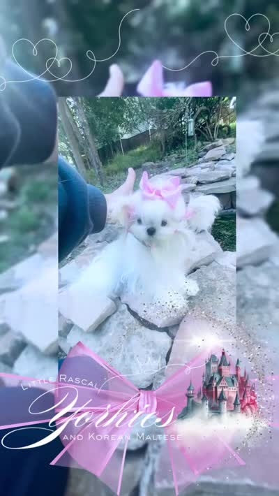 Baby Sass , a female Maltese for sale in Radford, VA – 10 of 10