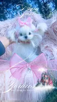 Baby Sass , a female Maltese for sale in Radford, VA – 7 of 10
