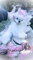 Baby Sass , a female Maltese for sale in Radford, VA – 4 of 10