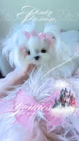Pinky Promise , a female Maltese for sale in Radford, VA – 4 of 10