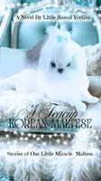 Teacup Korean Maltese , a male Maltese for sale in Radford, VA – 3 of 7