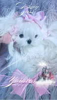 Baby Sass , a female Maltese for sale in Radford, VA – 8 of 10