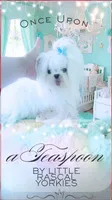 2.2 Korean Maltese , a male Maltese for sale in Radford, VA – 2 of 5