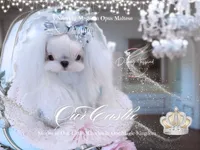 2.2 Korean Maltese , a male Maltese for sale in Radford, VA – 5 of 5
