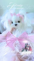 Pinky Promise , a female Maltese for sale in Radford, VA – 8 of 10