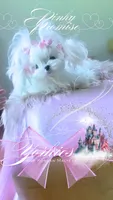 Pinky Promise , a female Maltese for sale in Radford, VA – 3 of 10