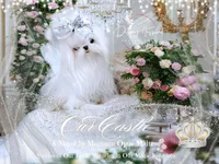 Teaspoon Korean Princess , a female Maltese for sale in Radford, VA – 8 of 9
