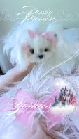 Pinky Promise , a female Maltese for sale in Radford, VA – 5 of 10