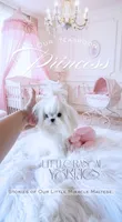 Teaspoon Korean Princess , a female Maltese for sale in Radford, VA – 6 of 9
