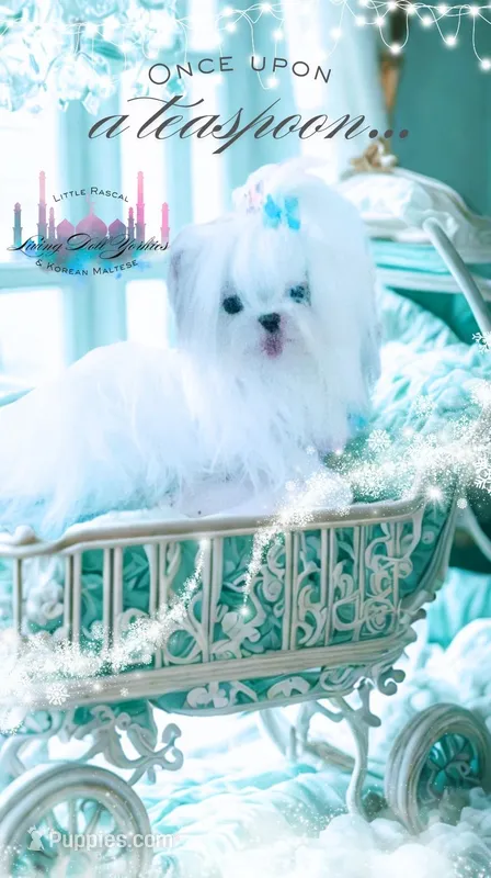 2.2 Korean Maltese  – Maltese puppy for sale in Radford, VA