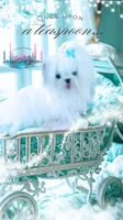 2.2 Korean Maltese , a male Maltese for sale in Radford, VA – 1 of 5