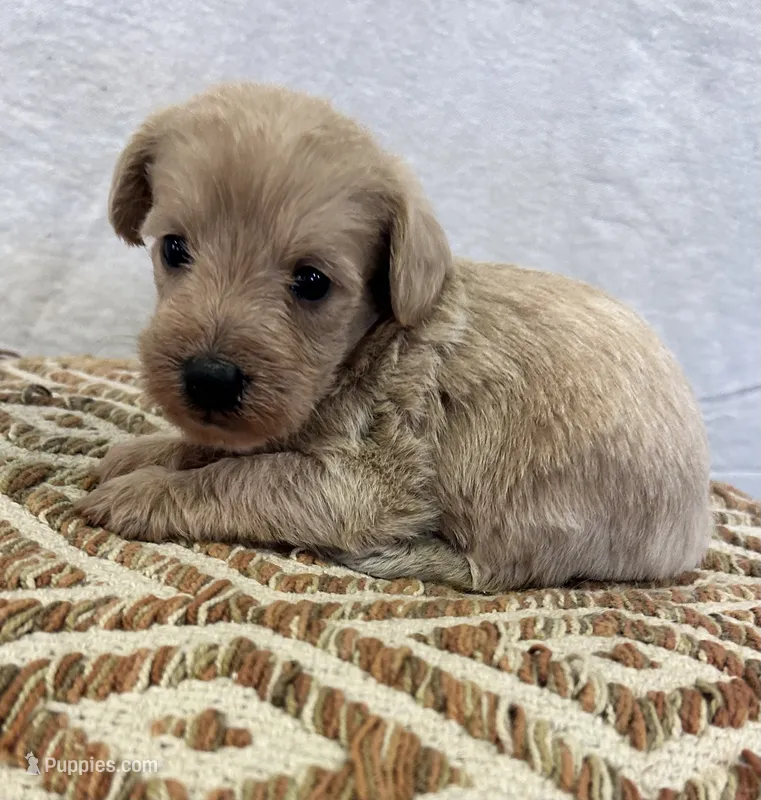 Female 3 – Schnoodle puppy for sale in Linn, MO
