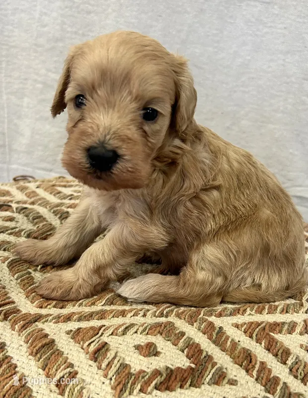 Male 1 – Schnoodle puppy for sale in Linn, MO