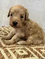Male 1, a female Schnoodle for sale in Linn, MO – 1 of 1