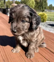 Female 2, a female Aussiedoodle for sale in Linn, MO – 2 of 4