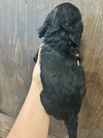 Puppy 3, a female Cockapoo for sale in Linn, MO – 2 of 4