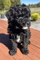 Female 3, a female Aussiedoodle for sale in Linn, MO – 5 of 5