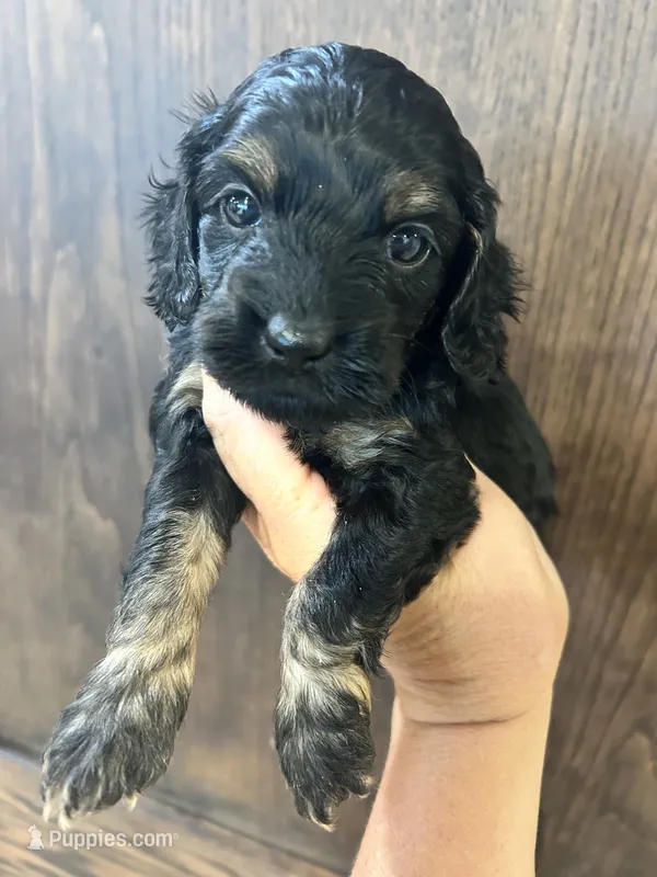 Puppy 3 – Cockapoo puppy for sale in Linn, MO