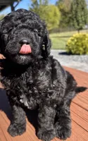 Male 1, a male Aussiedoodle for sale in Linn, MO – 2 of 3