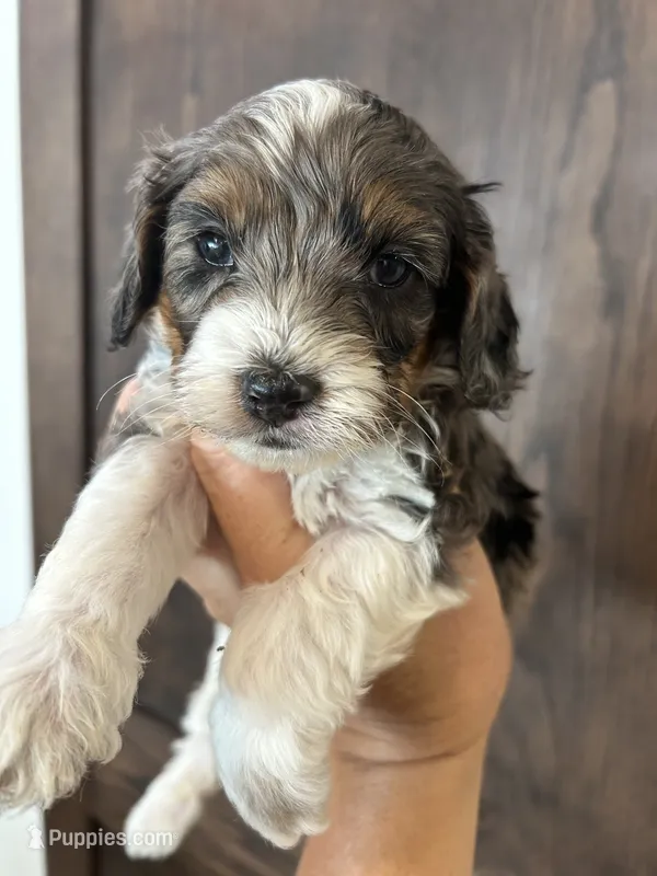 Puppy 1 – Cockapoo puppy for sale in Linn, MO